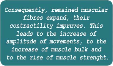 Consequently, remained muscular fibers expand, their contractility improves. This leads to the increase of amplitude of movements, to the increase of muscle bulk and to the rise of muscle strength